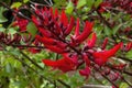 Flower stem of a Erythrina x bidwillii tree Royalty Free Stock Photo